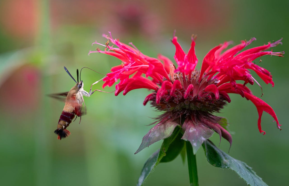 Bergamot Health Benefits: Cholesterol, Inflammation, Liver and More