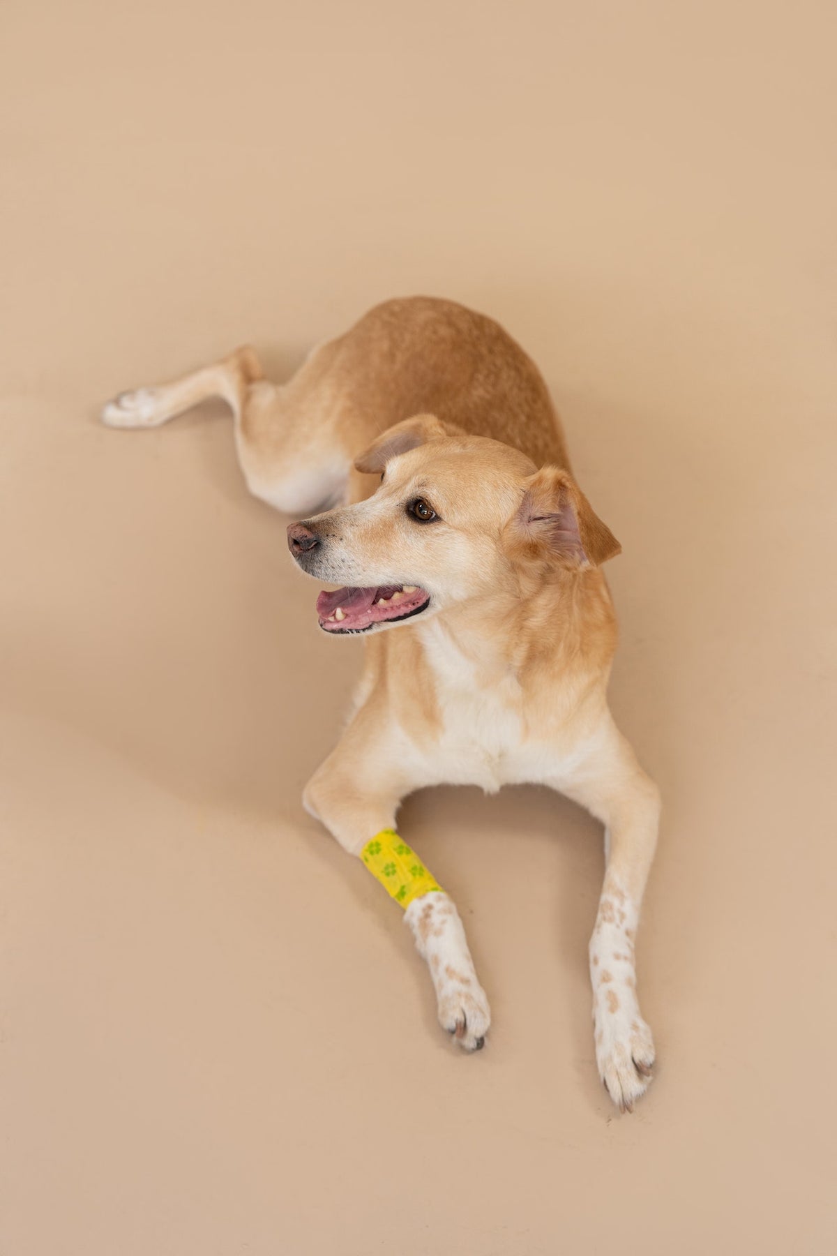 Dog Wound Care Guide: 5 Tips To Help Your Pet