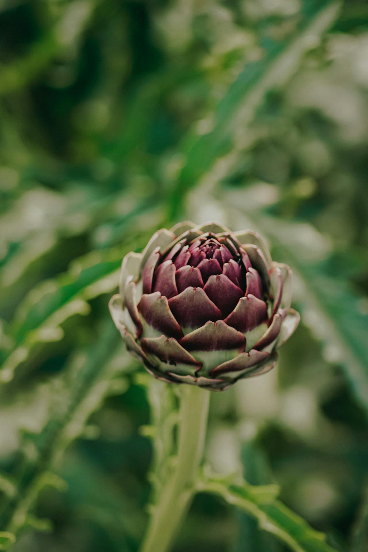 What Is the Best Artichoke Extract for Liver Support?