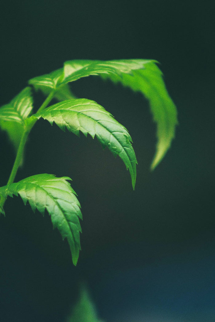 Neem oil for acne: 4 skin benefits and potential side effects