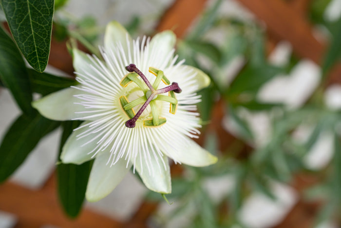 Herbs for neuropathy and nerve pain