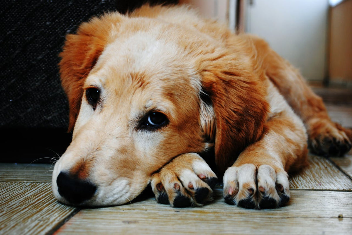 12 Ways To Help Support Your Injured Dog