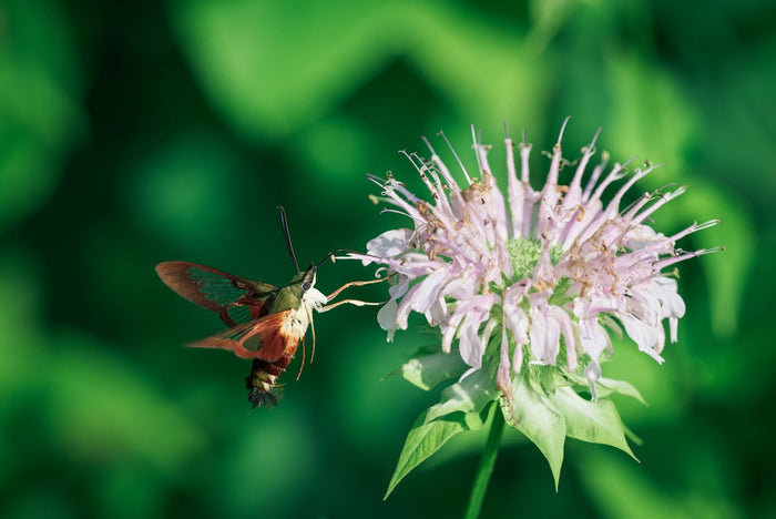 What Is the Best Bergamot Supplement?