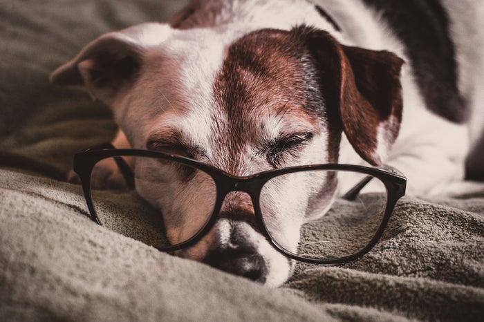 6 Supplements for Older Dogs: Probiotics, Omega 3s, and More