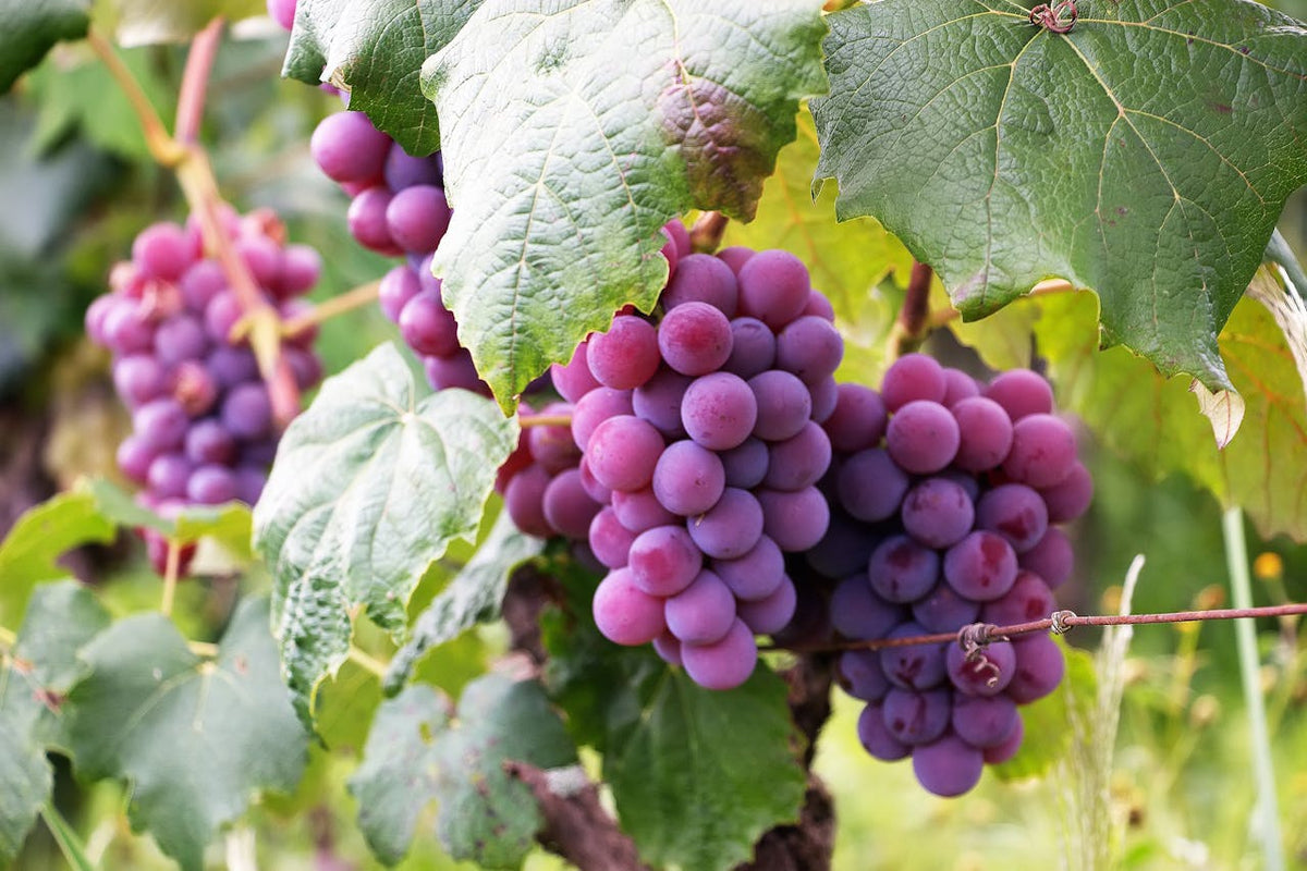 Grape Seed Extract for Dogs: What Does It Do and Is It Safe?