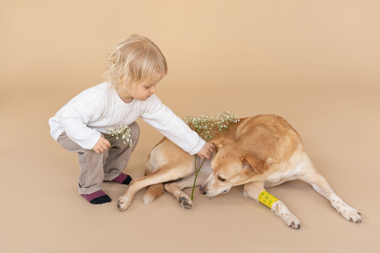 Helping Your Dog Recover After Surgery: A Simple Guide With Easy Tips for Recovery, Nutrition and Supplements