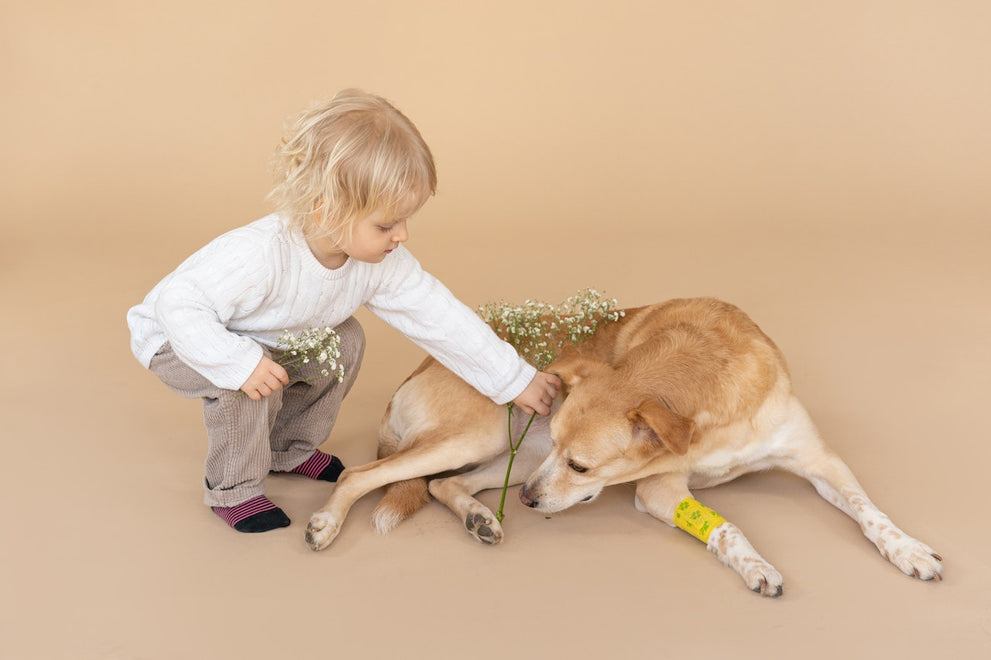 Helping Your Dog Recover After Surgery: A Simple Guide With Easy Tips for Recovery, Nutrition and Supplements