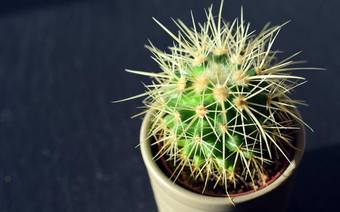 What Is a Heel Spur?: Overview, Causes, Prevention, and Treatments