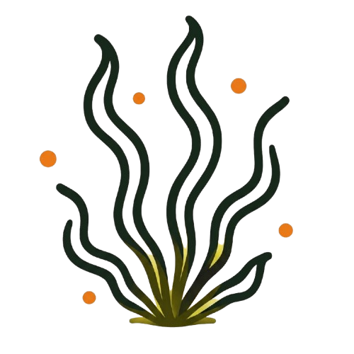 ALGAL OMEGA 3's
