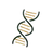 Collagen Formation*