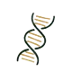 Collagen Formation*